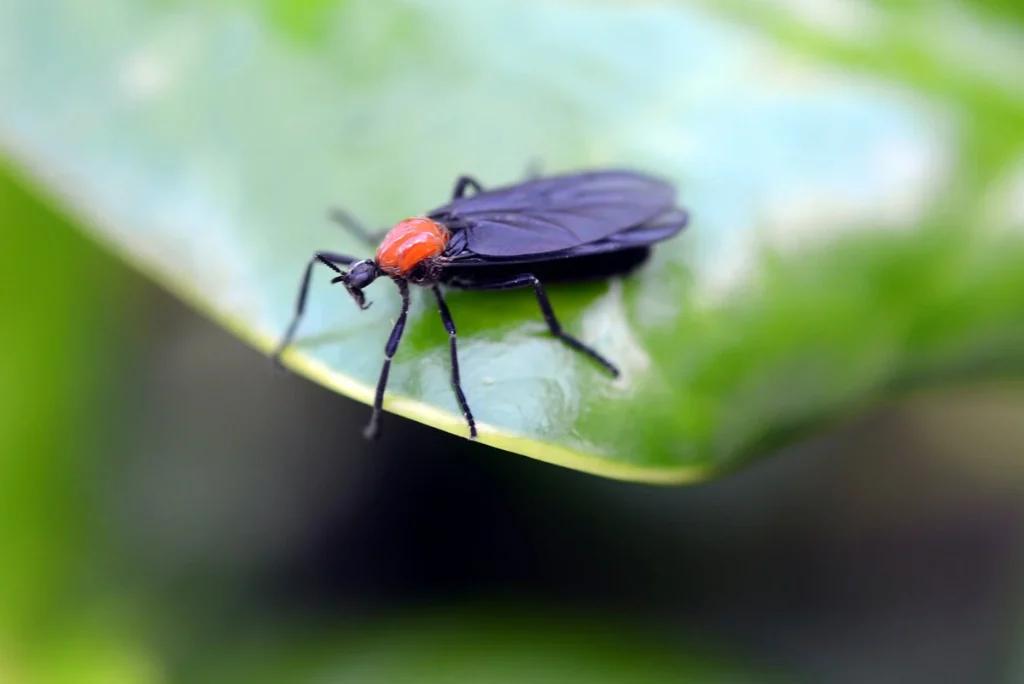Top Natural Ways To Eliminate Pests From Your Orlando Home