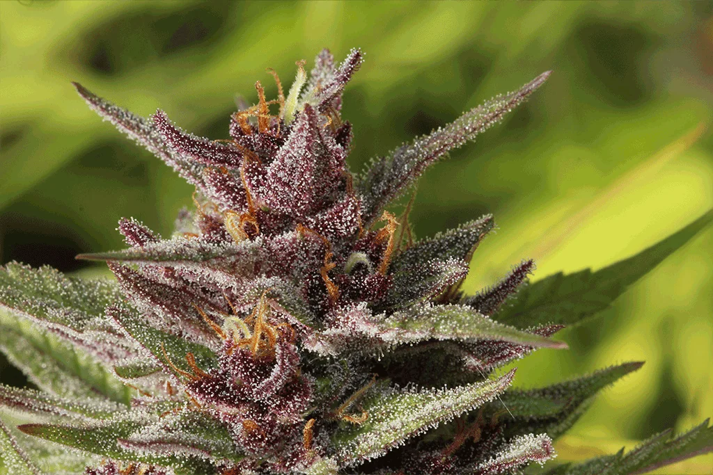 A Tale of Two Aromas: Exploring the Northern Lights Strain and Blueberry Muffin Strain