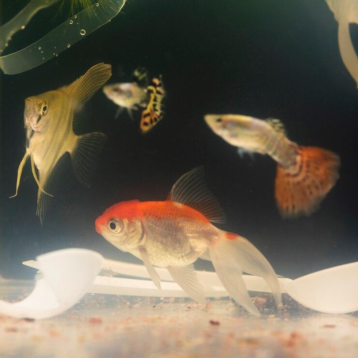 The Importance of a Filter for Goldfish