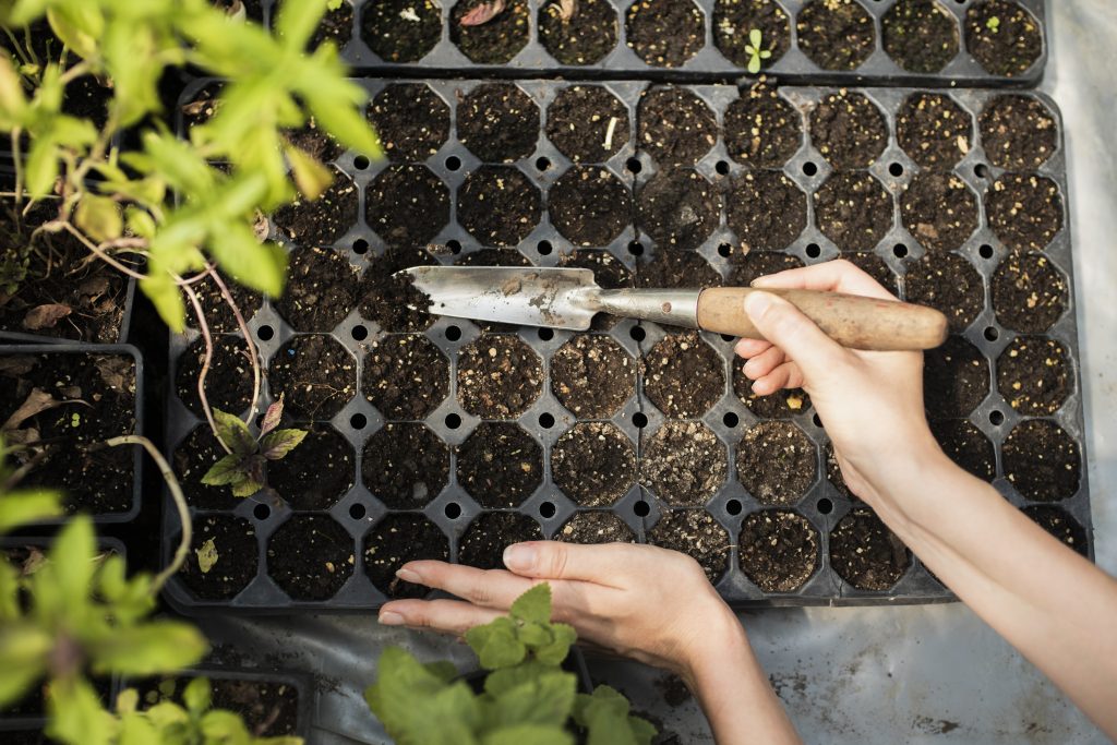 From Seeds to Sanctuary Nurturing Life in a Deep Winter Greenhouse
